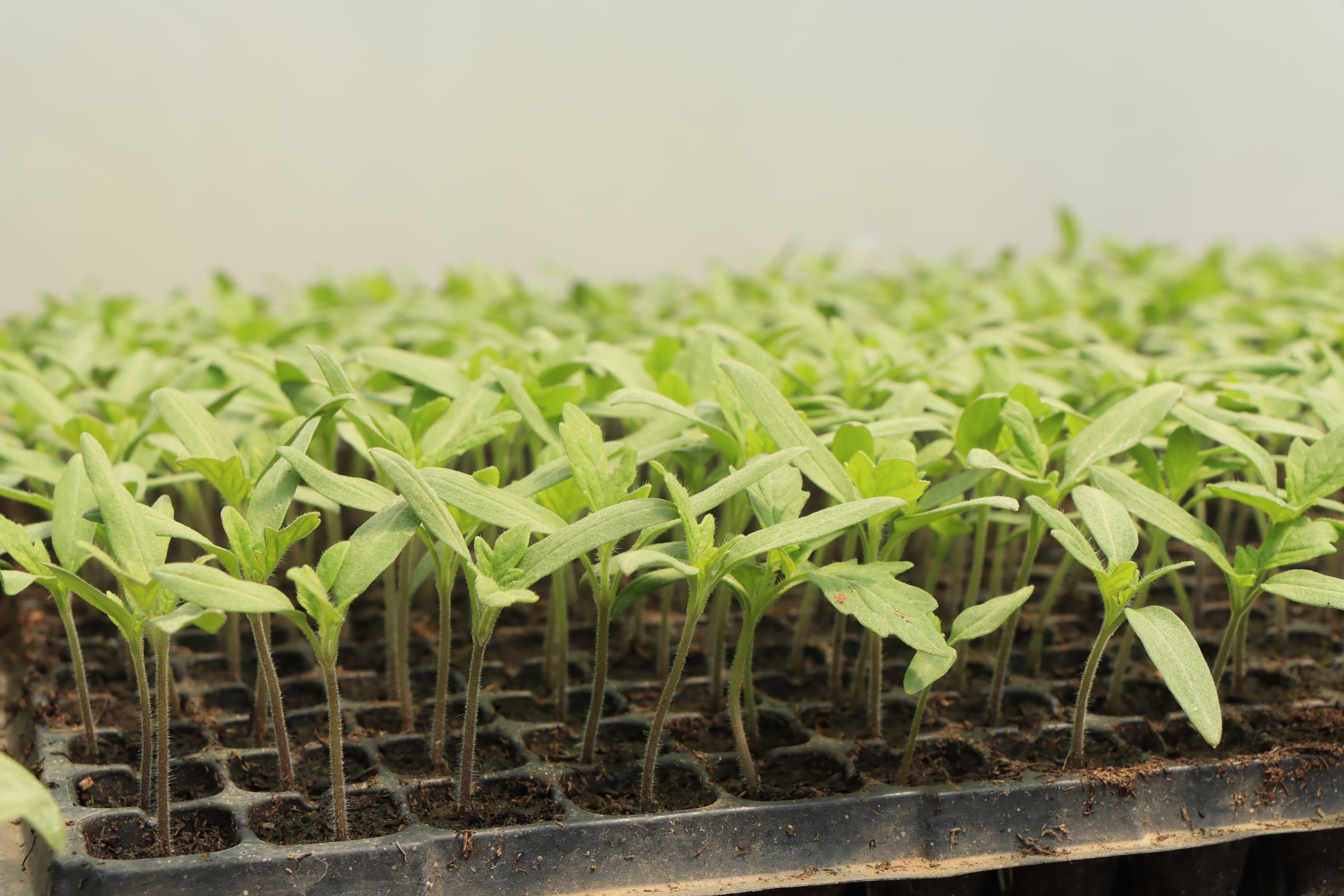 Quality agricultural products